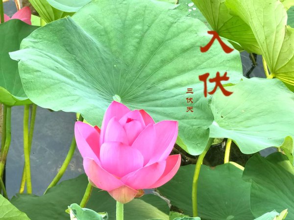 散户配资 头伏吃饺子，芹菜韭菜靠边站，用它做馅汤汁四溢味道香，全家爱吃